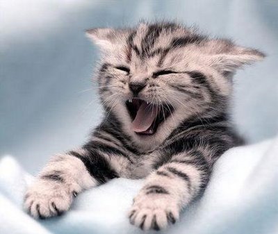 cat-yawning2